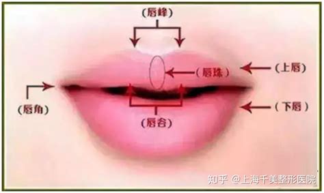 下唇有珠|唇部美学标准及唇形分类详解：面部抗衰李永辉医生